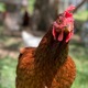 Rhode Island Red hen stares into the camera